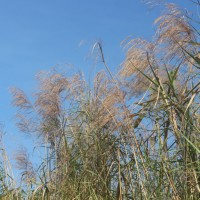 Phragmites